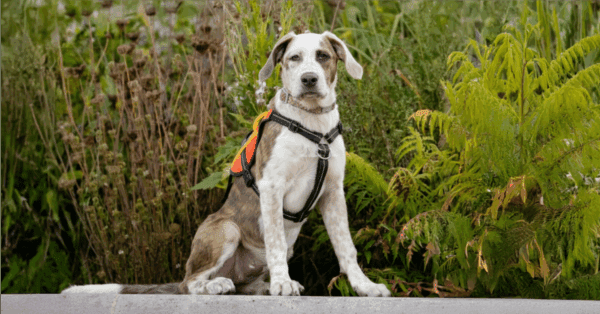 Static vs Dynamic Rope | Key Differences, Uses, and How to Choose